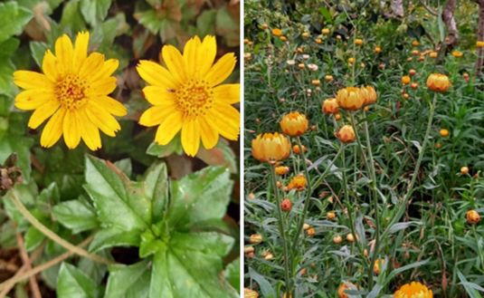 Imagen de &iquest;Cu&aacute;les son las cubiertas naturales que nos ayudan a cuidar el suelo?