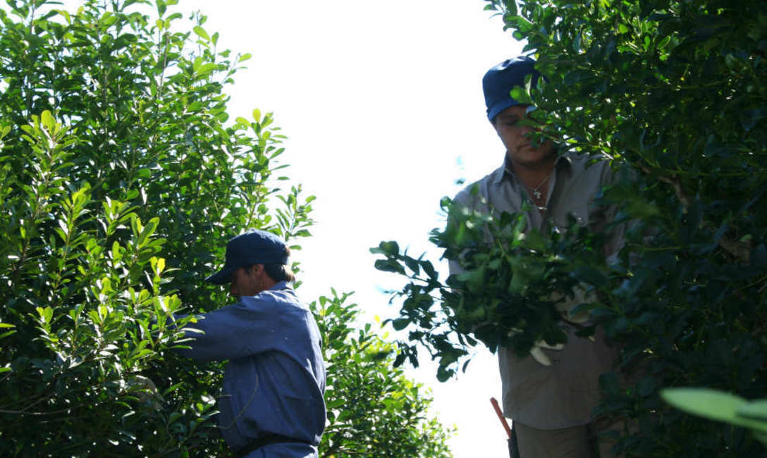 Imagen de Programa de indumentaria para tareferos
