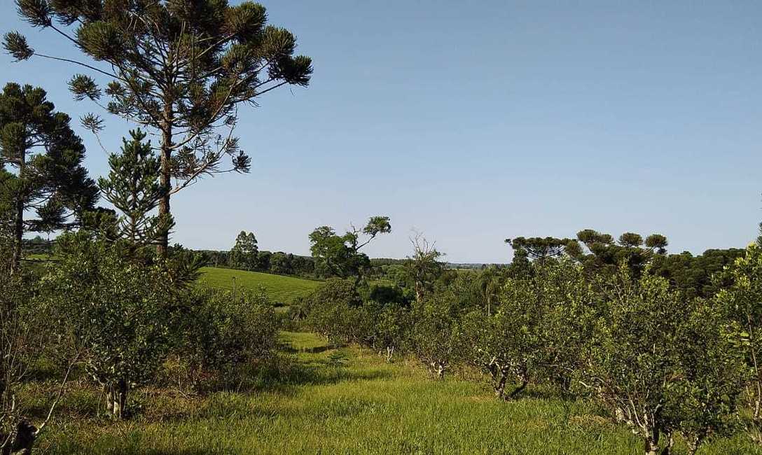Imagen de Trabajo articulado para lograr yerbales sustentables en 12 chacras de San Pedro Imagen de Trabajo articulado para lograr yerbales sustentables en 12 chacras de San Pedro