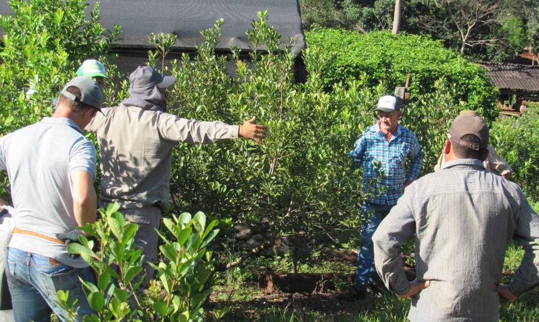 Imagen de Cómo mejorar el suelo y la cosecha de yerba mate, en La Semillera Imagen de Cómo mejorar el suelo y la cosecha de yerba mate, en La Semillera