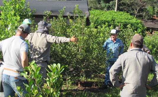 Imagen de C&oacute;mo mejorar el suelo y la cosecha de yerba mate, en La Semillera