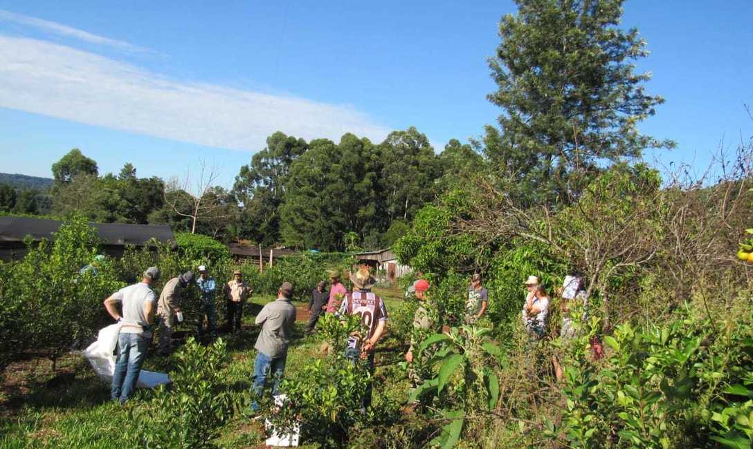 Imagen de Cómo mejorar el suelo y la cosecha de yerba mate, en La Semillera Imagen de Cómo mejorar el suelo y la cosecha de yerba mate, en La Semillera