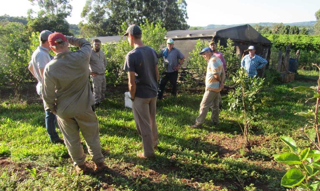 Imagen de Cómo mejorar el suelo y la cosecha de yerba mate, en La Semillera Imagen de Cómo mejorar el suelo y la cosecha de yerba mate, en La Semillera