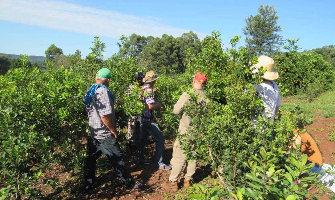 Imagen de Cómo mejorar el suelo y la cosecha de yerba mate, en La Semillera Imagen de Cómo mejorar el suelo y la cosecha de yerba mate, en La Semillera