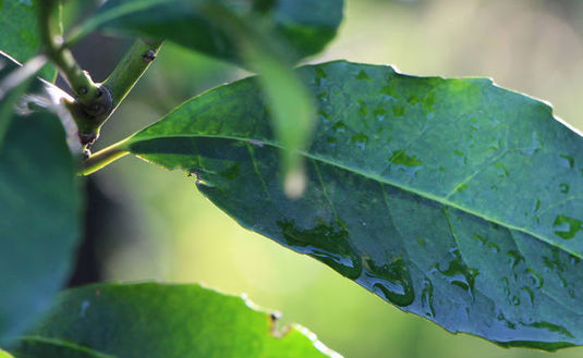 Imagen de La Secretaría de Agricultura fijó los nuevos precios para la materia prima