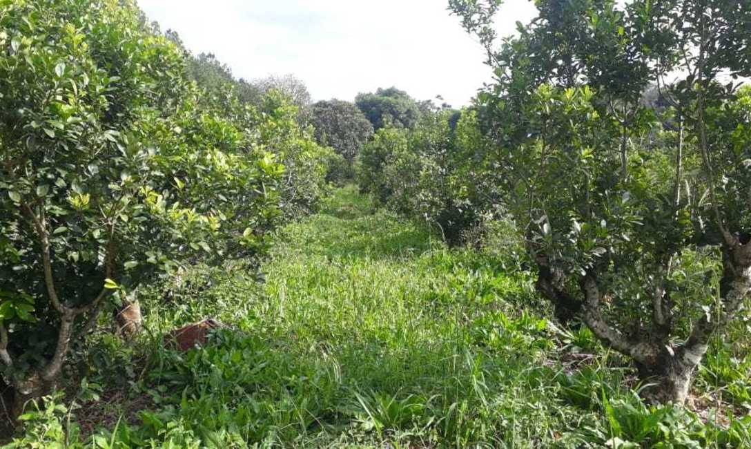 Con cubiertas verdes, suelo protegido, m&aacute;s infiltraci&oacute;n de agua, m&aacute;s nutrientes para las plantas.