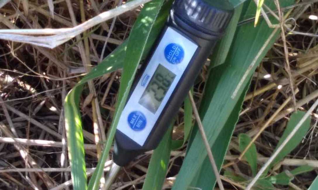 &Aacute;rboles nativos junto a la yerba, para mitigar efectos adversos del clima, disminuyendo la temperatura a nivel suelo.