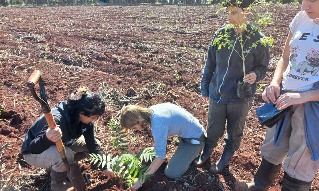 Imagen de Sistematización de suelos y plantación de árboles en la EFA de Capioví Imagen de Sistematización de suelos y plantación de árboles en la EFA de Capioví