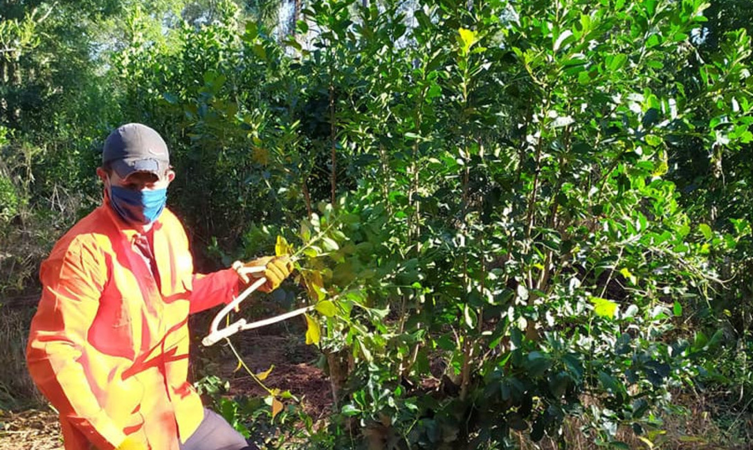 Imagen de Casi 7 mil herramientas, becas e indumentarias volcadas al sector yerbatero para mejorar la productividad