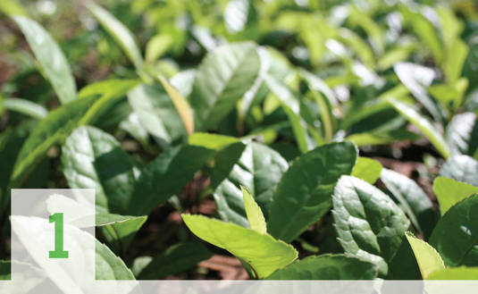 Imagen de De las chacras a los mates argentinos: as&iacute; se produce la yerba mate