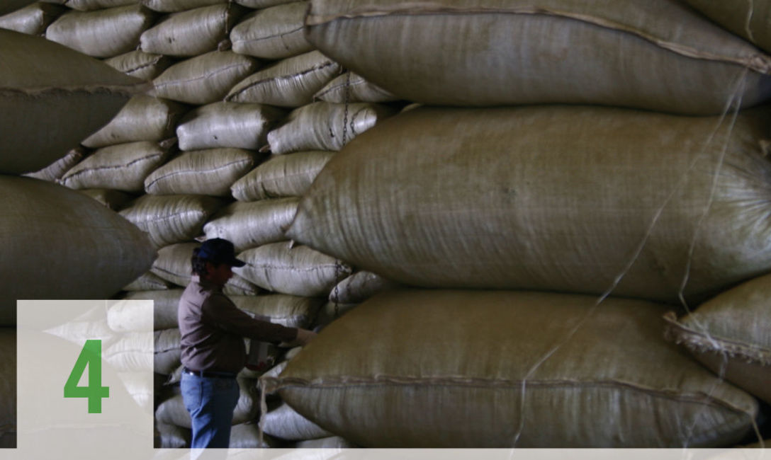 Imagen de De las chacras a los mates argentinos: así se produce la yerba mate Imagen de De las chacras a los mates argentinos: así se produce la yerba mate