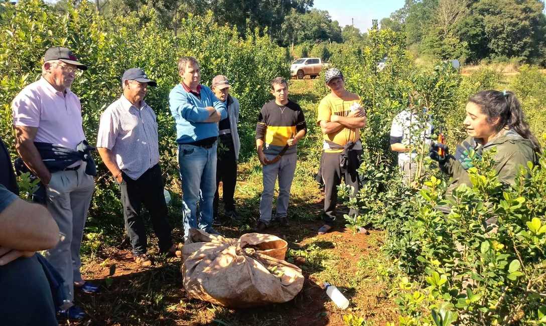 Imagen de Suelo cuidado, &aacute;rboles y poda de formaci&oacute;n para mejorar la productividad