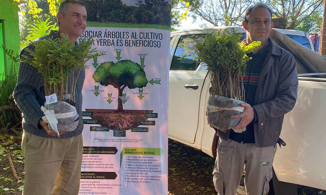 Imagen de &Aacute;rboles para producci&oacute;n sustentable en yerbales