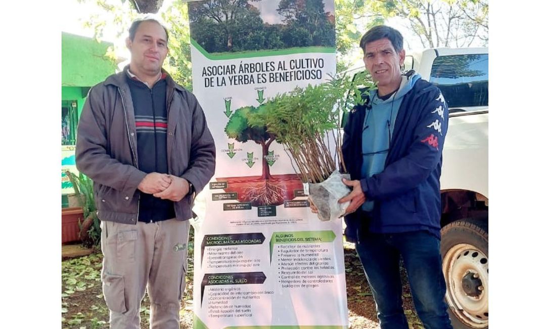 Imagen de &Aacute;rboles para producci&oacute;n sustentable en yerbales