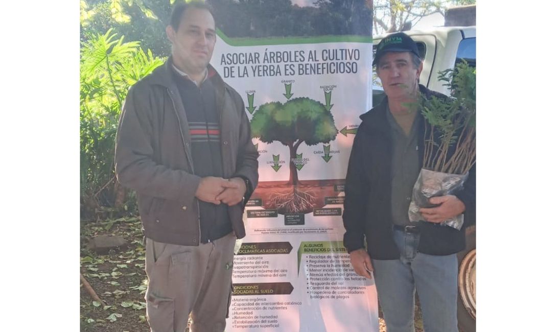 Imagen de &Aacute;rboles para producci&oacute;n sustentable en yerbales