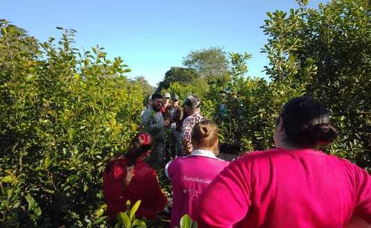 Imagen de Capacitación para yerbales sustentables en Colonia Esmeralda