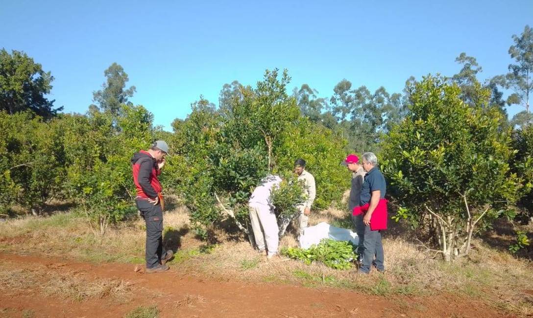 Imagen de Suelo cuidado y t&eacute;cnicas para una buena cosecha