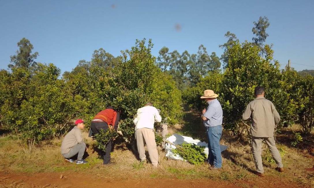 Imagen de Suelo cuidado y t&eacute;cnicas para una buena cosecha
