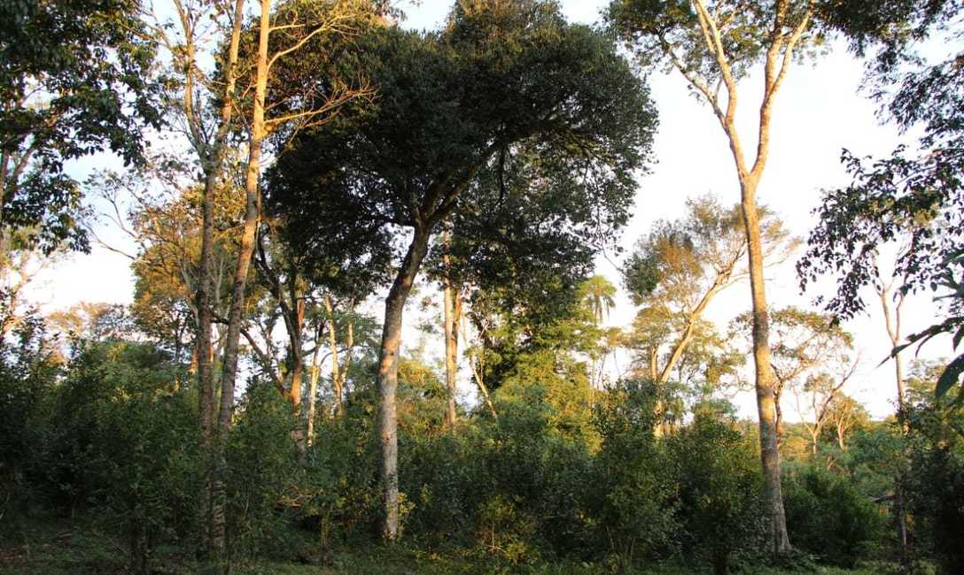 Imagen de La agroecolog&iacute;a es la herramienta m&aacute;s completa para la actividad yerbatera