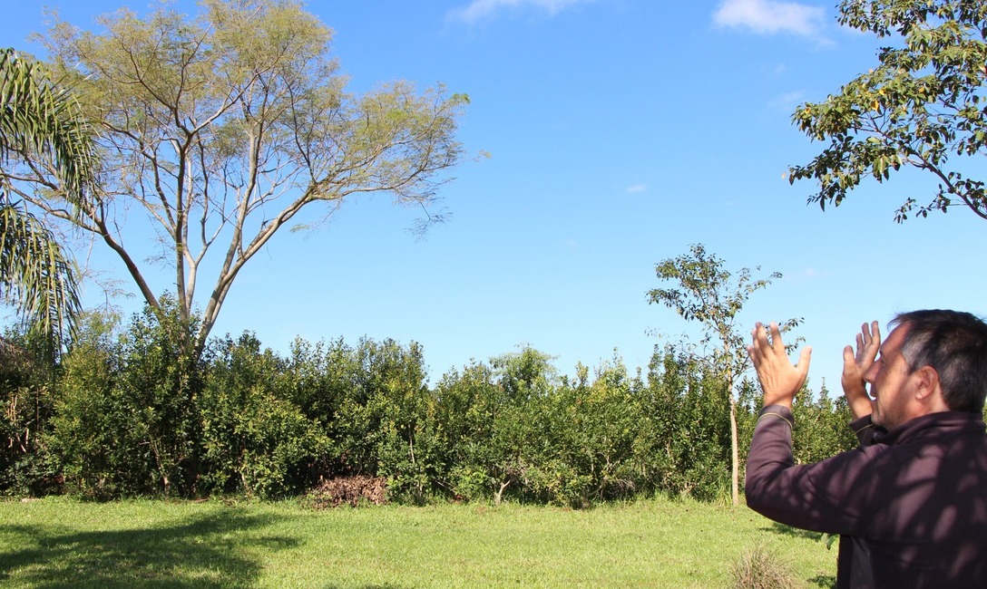Imagen de Cerd&aacute;: El INYM tiene un enorme potencial para avanzar con yerbales agroecol&oacute;gicos