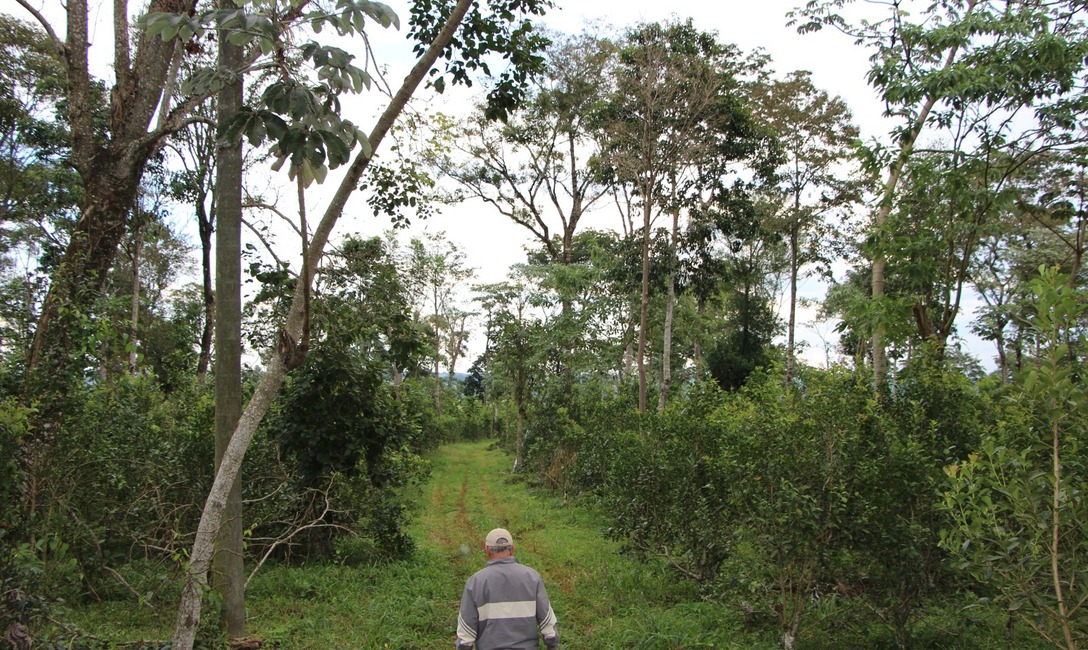 Imagen de Cerd&aacute;: El INYM tiene un enorme potencial para avanzar con yerbales agroecol&oacute;gicos