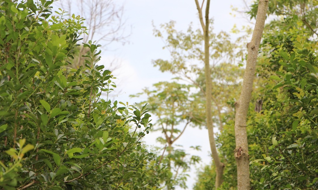 Imagen de Cerd&aacute;: El INYM tiene un enorme potencial para avanzar con yerbales agroecol&oacute;gicos