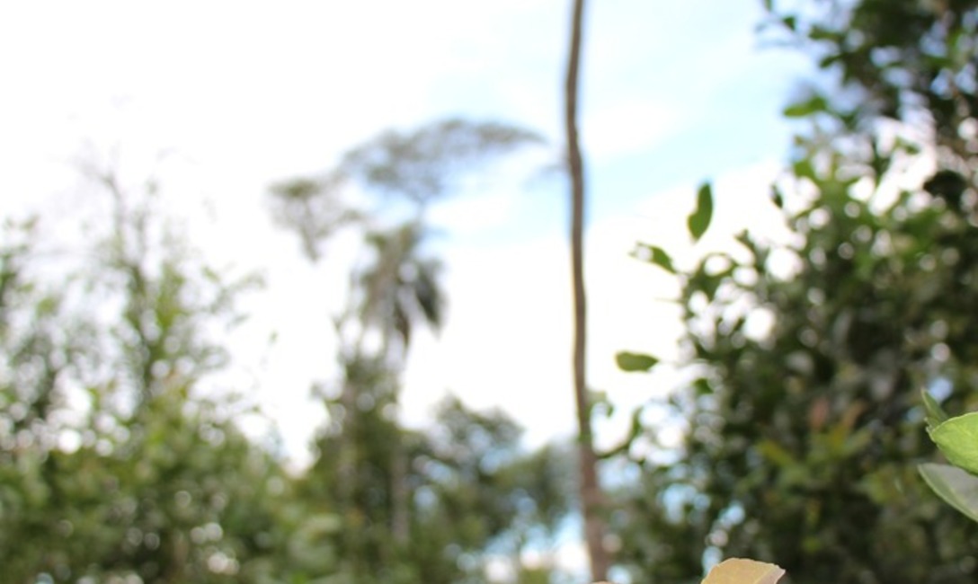 Imagen de Cerd&aacute;: El INYM tiene un enorme potencial para avanzar con yerbales agroecol&oacute;gicos