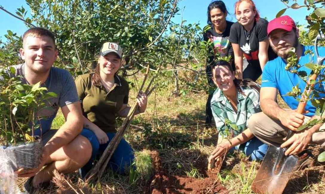 Imagen de &Aacute;rboles para yerbales productivos y sustentables en San Vicente
