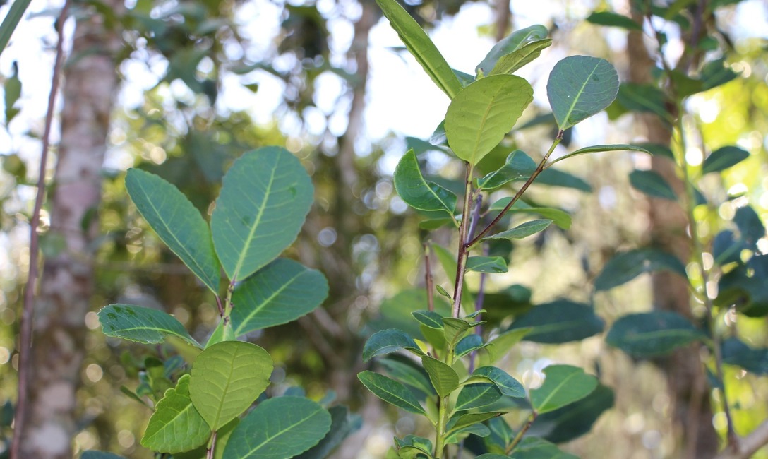 Imagen de El agua, tema central en jornada de INYM con productores agroecológicos Imagen de El agua, tema central en jornada de INYM con productores agroecológicos