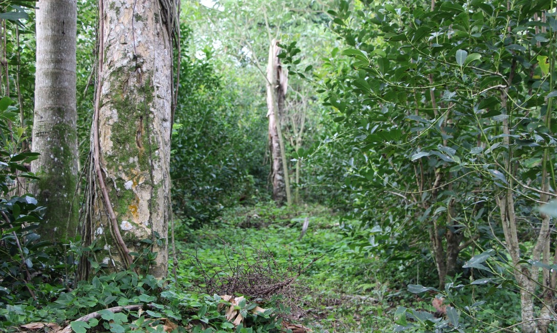 Los yerbales agroecol&oacute;gicos tienen una productividad que se mantiene o crece -por m&aacute;s de 80 a&ntilde;os- porque la �maquinaria� del suelo se va haciendo m&aacute;s eficiente.