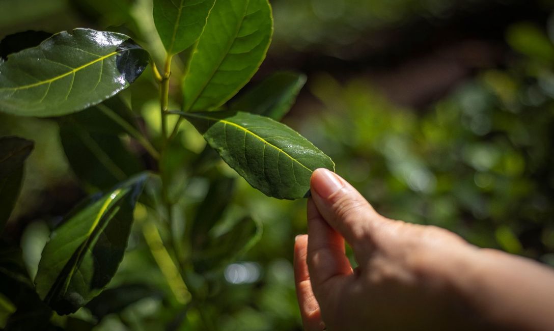 Las plantas m&aacute;s productivas est&aacute;n en zona de monte y no tanto en los suelos donde hab&iacute;a soja (est&aacute;n en proceso de recuperaci&oacute;n). Foto: Reserva Deja V&uacute;.