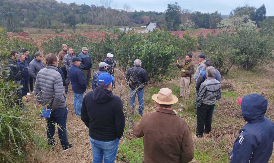 Imagen de Capacitaci&oacute;n en cosecha de �rama madura� con productores de Campo Grande