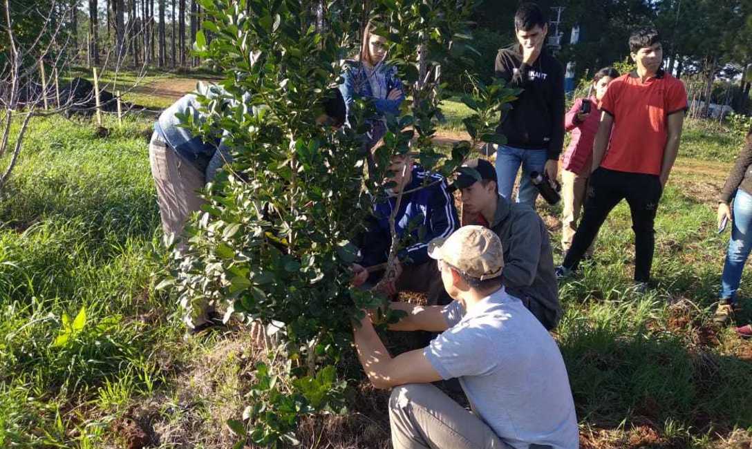 Imagen de Jornada de cosecha y manejo de plantas con alumnos del IEA N&ordm;13 de Guaran&iacute;