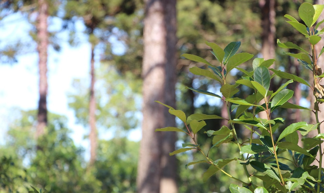 Imagen de Datos estadísticos de junio del sector yerbatero Imagen de Datos estadísticos de junio del sector yerbatero