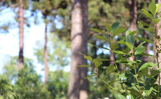 Imagen de Datos estadísticos de junio del sector yerbatero