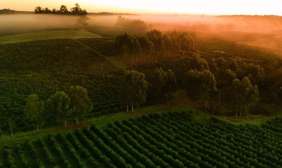 Imagen de Yerba Andresito festeja sus 40 años junto a los estudiantes Imagen de Yerba Andresito festeja sus 40 años junto a los estudiantes