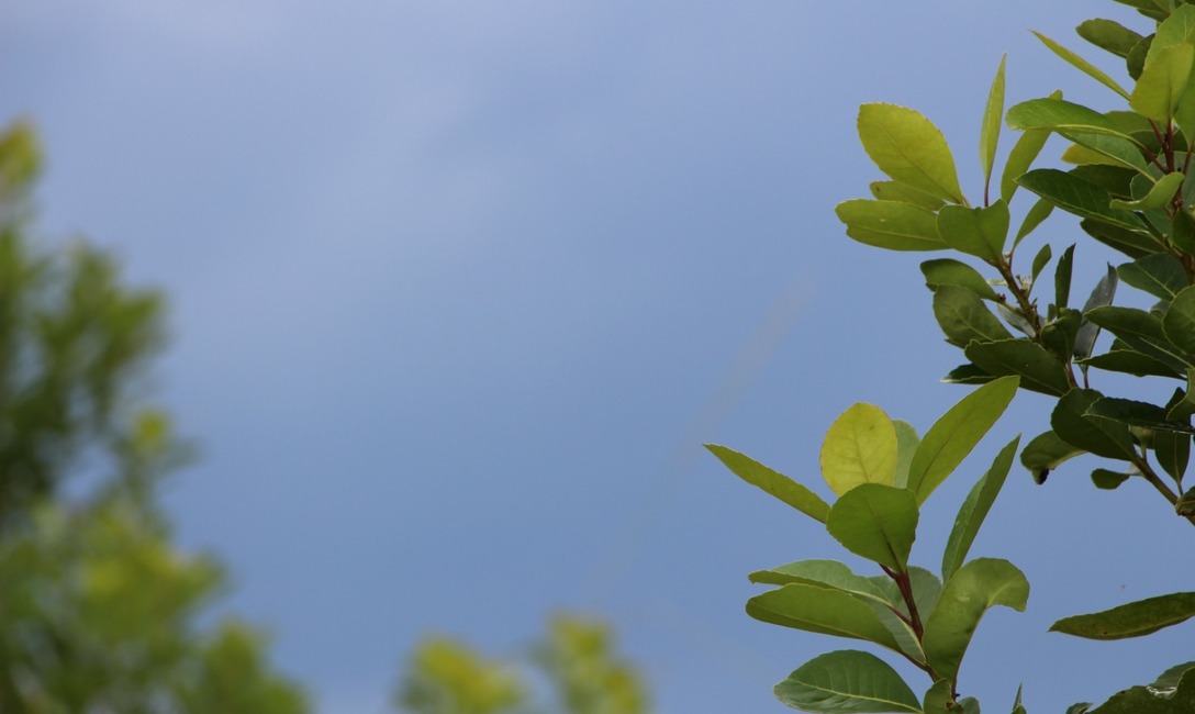 Imagen de Estaci&oacute;n meteorol&oacute;gica para yerba mate