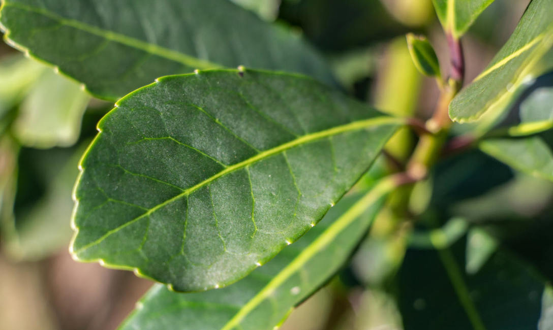 Imagen de El INYM realizará un mantenimiento y actualización de su Portal Web Imagen de El INYM realizará un mantenimiento y actualización de su Portal Web