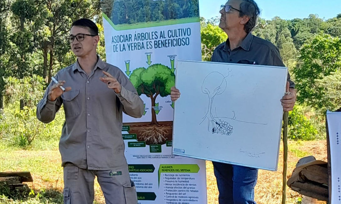 Imagen de Implantaci&oacute;n de &aacute;rboles nativos en un yerbal de Los Helechos