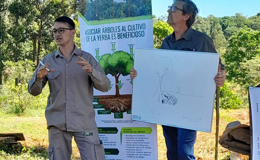 Imagen de Implantación de árboles nativos en un yerbal de Los Helechos