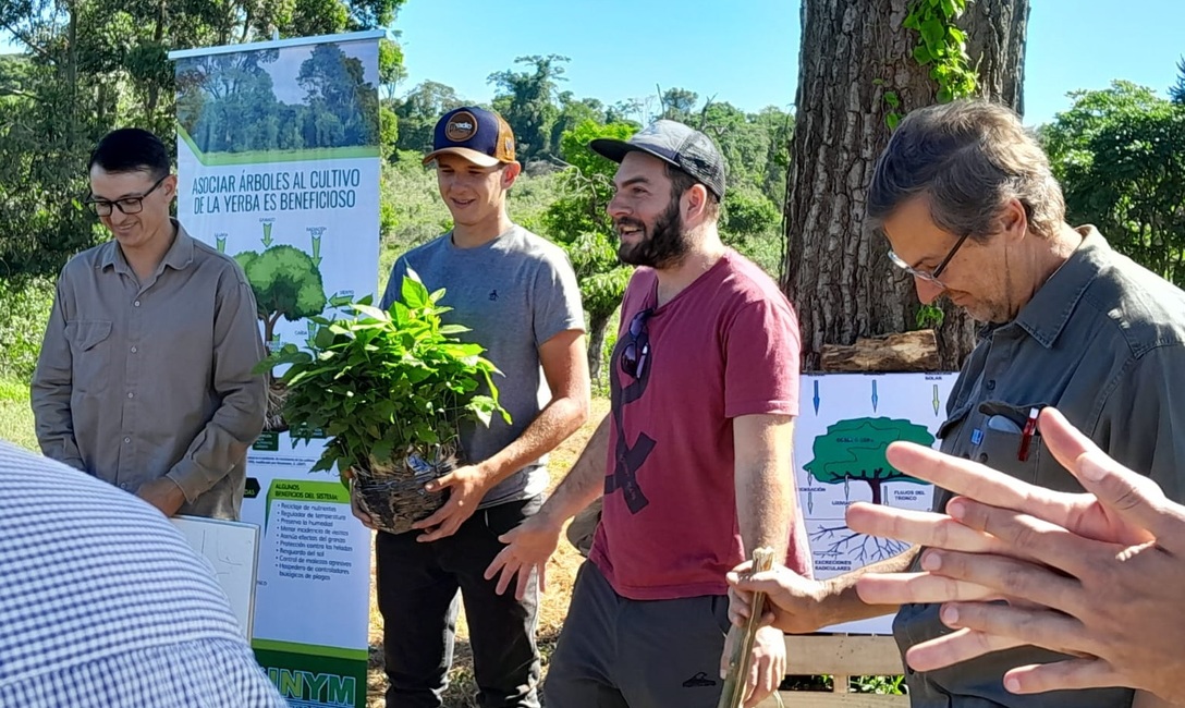 Imagen de Implantaci&oacute;n de &aacute;rboles nativos en un yerbal de Los Helechos