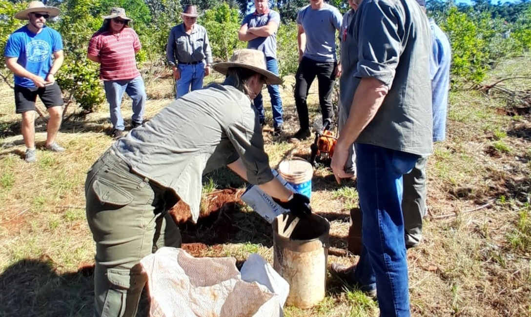 Imagen de Implantaci&oacute;n de &aacute;rboles nativos en un yerbal de Los Helechos