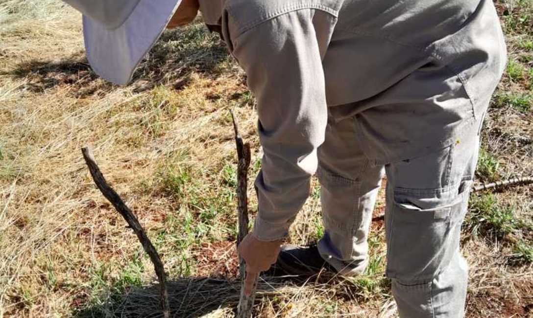 Imagen de Implantaci&oacute;n de &aacute;rboles nativos en un yerbal de Los Helechos