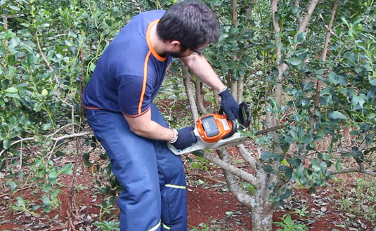 Imagen de Se habilitó el Programa de Motoguadañas y Motosierras que promueve el empleo en la interzafra