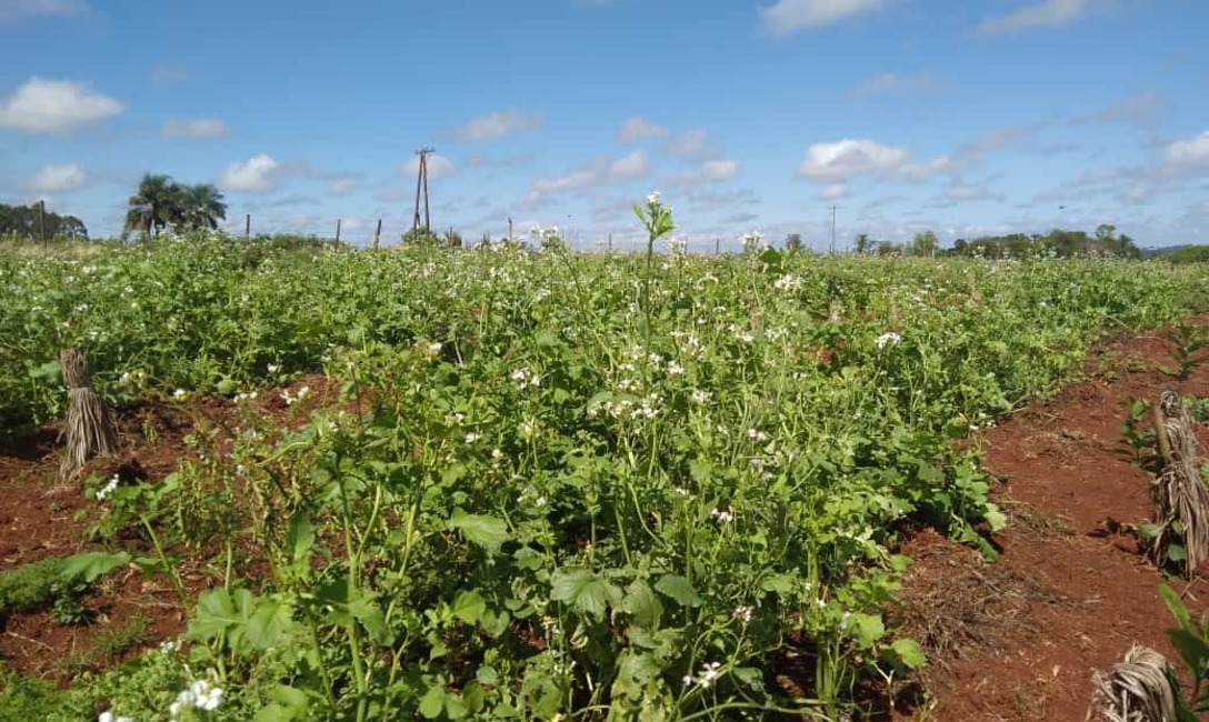 Imagen de En marcha, la recuperación de suelo y biodiversidad en Concepción Imagen de En marcha, la recuperación de suelo y biodiversidad en Concepción