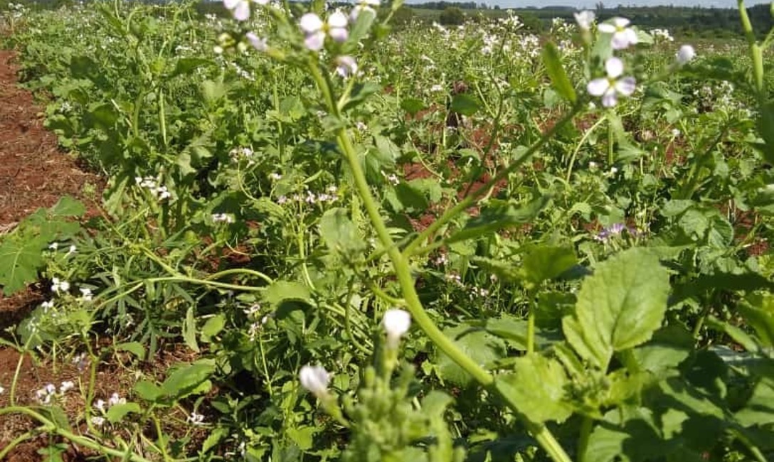Imagen de En marcha, la recuperación de suelo y biodiversidad en Concepción Imagen de En marcha, la recuperación de suelo y biodiversidad en Concepción