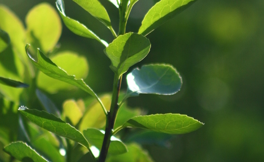 Imagen de Se encuentran vigentes nuevos precios para la materia prima
