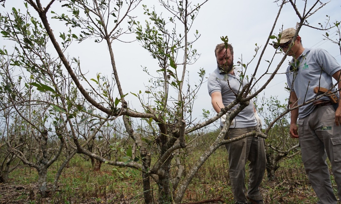 Imagen de Manejo de yerbales afectados por el granizo Imagen de Manejo de yerbales afectados por el granizo