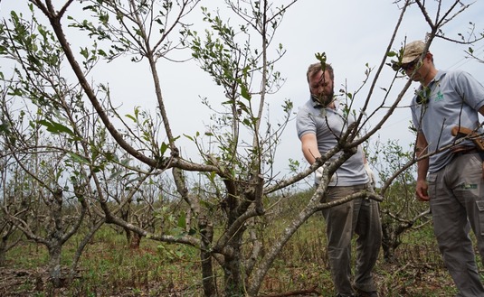 Imagen de Manejo de yerbales afectados por el granizo