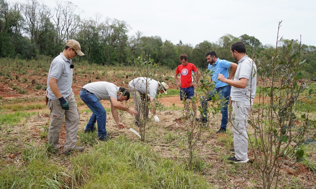Imagen de El equipo técnico del INYM brinda asesoramiento para recuperar yerbales afectados por eventos del clima Imagen de El equipo técnico del INYM brinda asesoramiento para recuperar yerbales afectados por eventos del clima